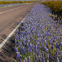 Photo of bluebonnets along a road